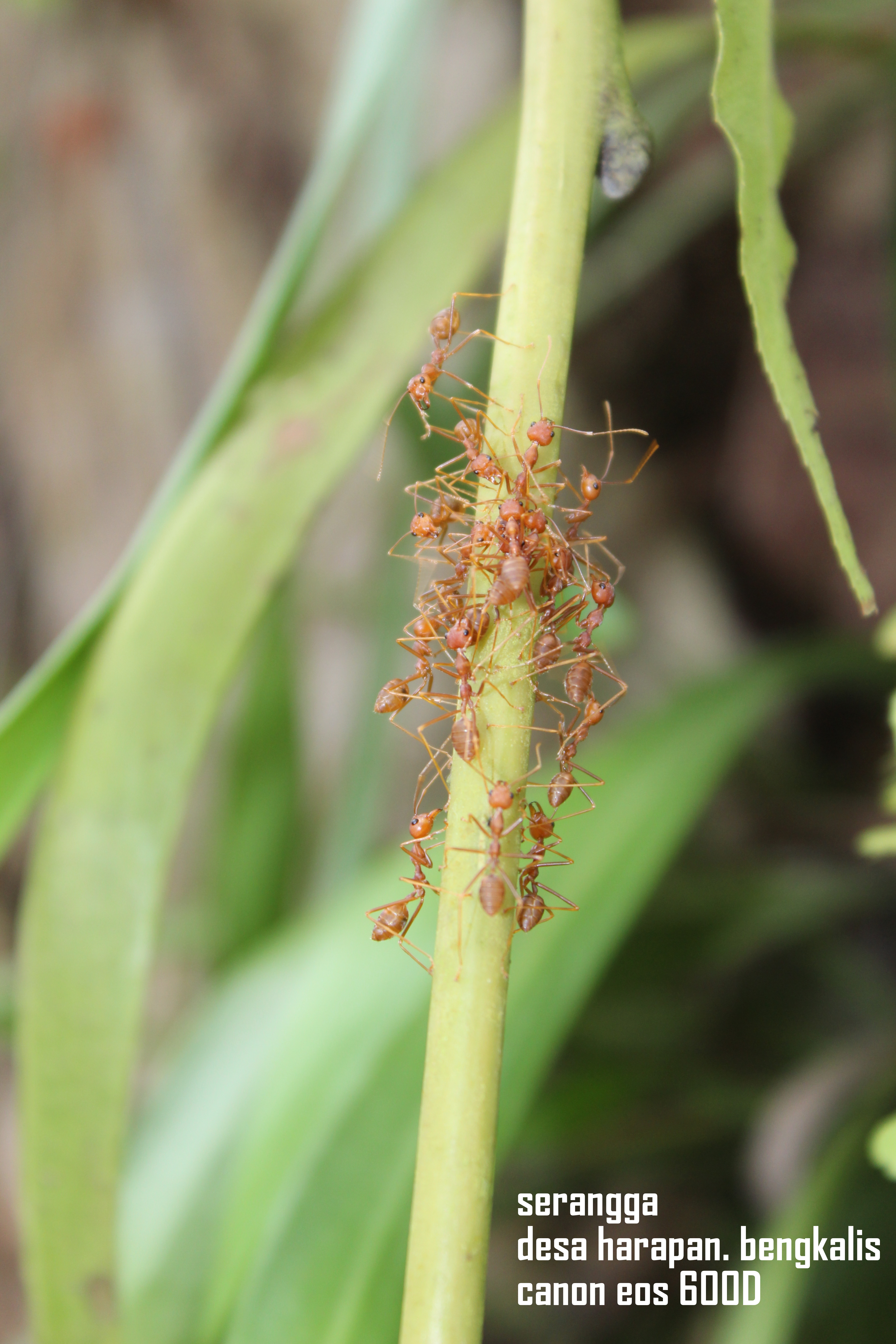 (Semut) Rangrang atau karanggo (Oecophylla)